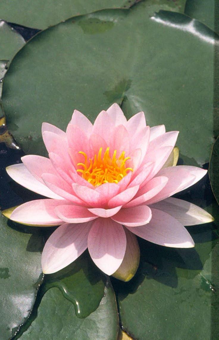 Secret Garden Treasure: Enchanted Bloom Collection